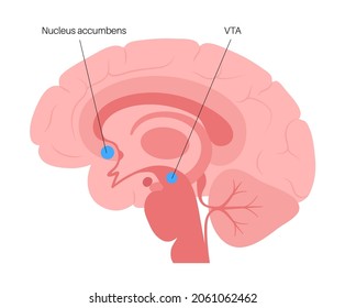 Nucleus accumbens and VTA concept. Human brain anatomy in male head. Cerebral cortex and cerebrum medical poster flat vector illustration for clinic or education.