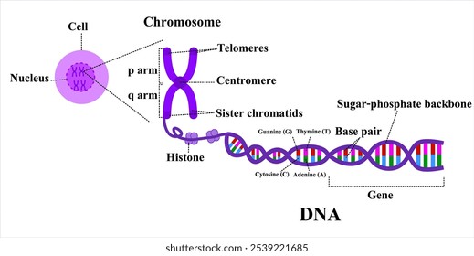 Nukleus mit Chromosomenstruktur.DNA-Doppelhelix.Chromatid und Telomere.Genomstudie.Wissenschaft oder Molekularbiologie.Diagramm.Adenin, Cytosin, Thymin und Guanin.Cartoon, Vektorgrafik.