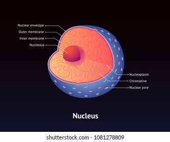 Nucleus Detailed Structure Scheme. Nuclear Membrane With Pores, Nucleolus, Chromatin. Isolated On Dark Background.