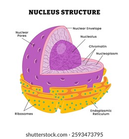 Nucleus structure anatomy diagram poster design, labeled nuclear pore, nuclear envelope, nucleolus, chromatin, nucleoplasm, ribosomes, endoplasmic reticulum. parts of the cell: nuclear matrix.