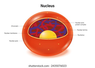 Vector de estructura de núcleo. Membrana nuclear, cromatina, nucléolo y lámina nuclear.