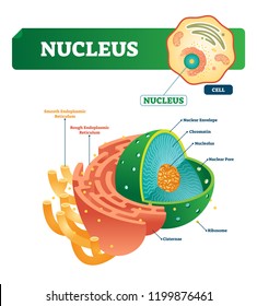 Easy Labeled Endoplasmic Reticulum Diagram - Aflam-Neeeak