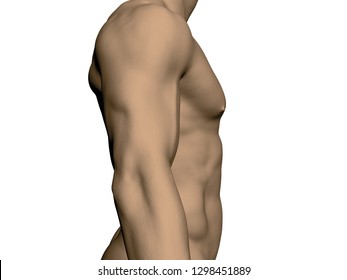 Nude male torso. Side view. Realistic human body. Athletic male. Muscular arms and chest. Vector illustration.