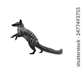 Numbat hand drawing vector isolated on white background.