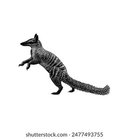 Numbat hand drawing vector isolated on white background.