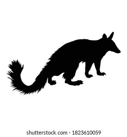 Numbat (Myrmecobius Fasciatus) Standing On a Side View Silhouette Found In Map Of Oceania. 