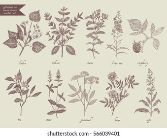 Conjunto vectorial dibujado a mano con hierbas de té número 2. Estilo vintage. Stevia, té Iván, salvia, frambuesa, rosa silvestre, menta, melissa, linden, briar, aegopodio.