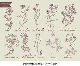 Number 7 medical herbs hand drawn vector set. Vintage style.Valerian, meadow cornflower, cornflower blue,gentain, prostrate knotweed, waterchestnut, field bindweed, carnation, anemone, columbine