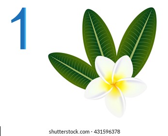 Number one, Plumeria frangipani.