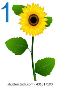 Number one, sunflower.