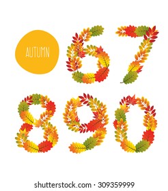 Numbers of autumn leaves collection.