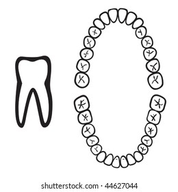 numbers of white isolated tooth vector illustration