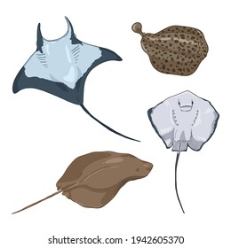 Numb-fishes Cartoon Set. Vector Collection of Stingray Illustrations