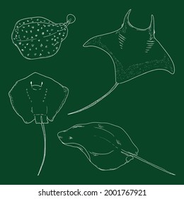 Numb-fishes Collection. Vector Set of Chalk Stingray Illustrations