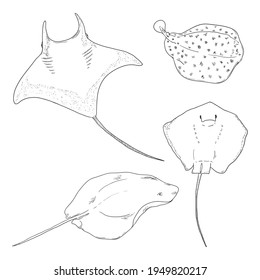 Numb-fishes Sketch Set. Vector Collection of Hand Drawn Stingray Illustrations