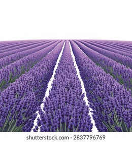 Numerous rows of densely packed lavender plants, showcasing their purple flowers and green stems.