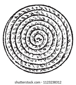 Nummulite nummular, cut horizontally, vintage engraved illustration. From Natural Creation and Living Beings.

