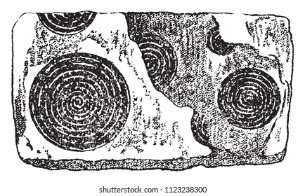 Nummulites of the Pyrenees, vintage engraved illustration. From Natural Creation and Living Beings.
