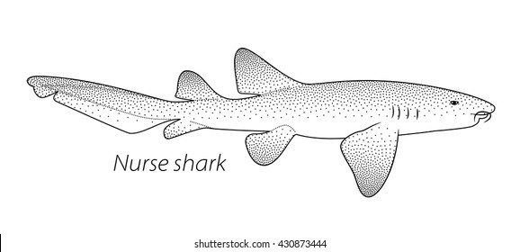Nurse shark stippled vector illustration