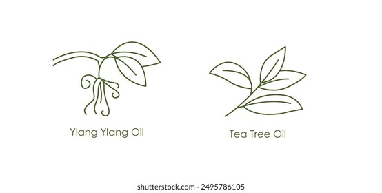 Nurturing ylang ylang Oil and Tea Tree Oil Vector Icons