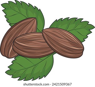 nut almond vector no background