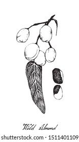 Nut and Bean, Illustration Hand Drawn Sketch of Wild Almond, Barking Deer’s Mango or Irvingia Malayana Fruits on A Tree, Good Source of Dietary Fiber, Vitamins and Minerals.