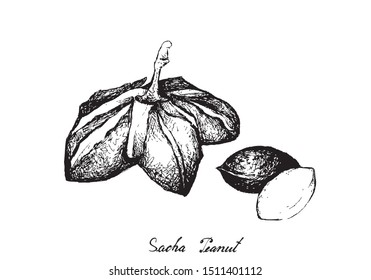 Nut and Bean, Illustration of Hand Drawn Sketch Fresh Plukenetia Volubilis, Sacha Peanut or Inca Nuts. Good Source of Omega Fatty Acids .