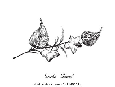 Nut and Bean, Illustration of Hand Drawn Sketch Fresh Plukenetia Volubilis, Sacha Peanut or Inca Nuts. Good Source of Omega Fatty Acids .