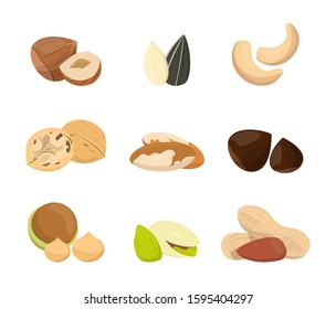 Nut collection vector isolated. Natural food, snack seed with nutshell. Raw pistachio and hazel, vegetarian ingredient