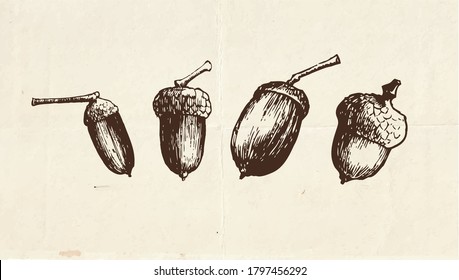 Nut drawing, vintage illustration of the acorns