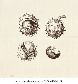 Nut drawing, vintage illustration of the chestnuts