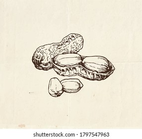 Nut drawing, vintage illustration of the peanuts