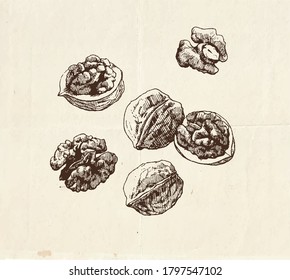 Nut drawing, vintage illustration of the walnut