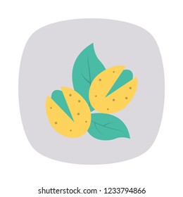 nut  dry fruit   leaf 
