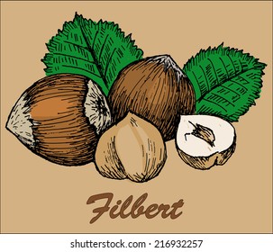 nut filbert
