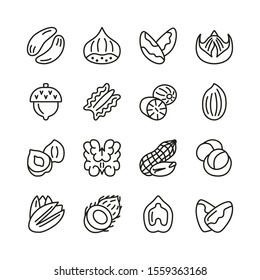 Nut flat line icon collection. Hazelnut, pecan, almond, chestnut, pistachio, walnut, peanut isolated set. Vector illustration.