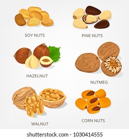 Nut food ingredients. Hazelnut and walnut, corn and soy shell, pine opened nuts. Species plant isolated icons. Vegetarian seed snack, cereal nutrition, agriculture and harvest theme