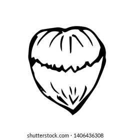 Nut. Hand drawn sketch. Vector illustration.