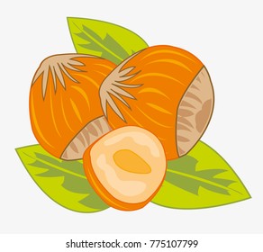 Nut hazelnut on white background is isolated