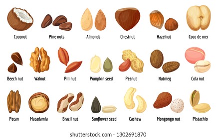 Nut icons set. Cartoon set of nut vector icons for web design