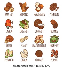 Nut icons set. Hand drawn set of nut vector icons for web design