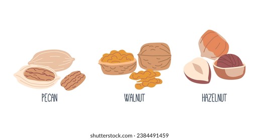 Nut Kernels Pecan, Walnut and Hazelnut. Nutritious, Edible Seeds Enclosed In Hard Shells. Snack, Rich In Healthy Fats