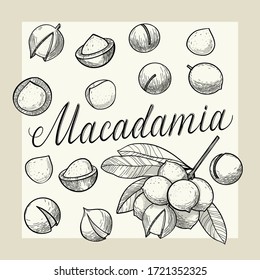 Nut macadamia set in the hand drawn graphic arts. Isolated objects on a light background. Nuts in shells, peeled and on a branch. Healthy, healthy food.