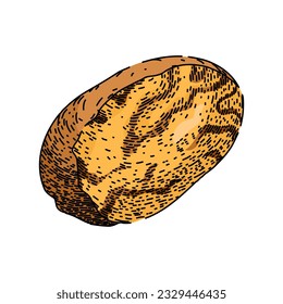 nut nutmeg spice hand drawn. seasoning spicy, aromatic condiment, powder brown nut nutmeg spice vector sketch. isolated color illustration