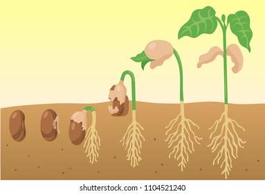 Nut Plant Germination Vector Illustration