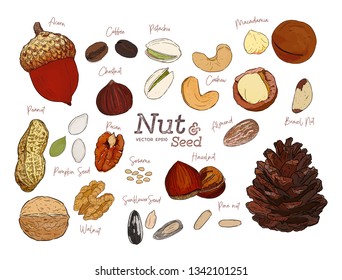 Nut and seed collection, hand draw sketch vector.
