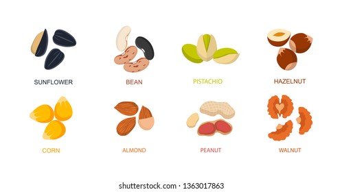 Nut seed. Nuts set in flat design. Set of different cartoon nuts. Vector