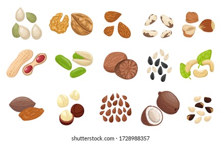 Nut seed set. Slices nuts pistachio peanuts brazilian hazelnut pumpkin seeds sunflower flaxseed almonds pecans cocoa beans mocadamia cashews coconut cedar. Organic color raw food vector.