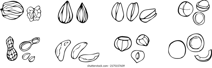 Juego de nueces. Almendras, pistachos, nueces, avellanas, coco, maní.  Nuez aislada con cáscara y pelada con boceto de hojas. Vector de material 