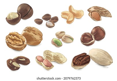 nut set collection Hand drawing sketch engraving watercolor illustration style